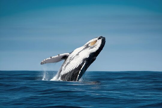 Ocean and marine law. Photo: A whale jumps in the open sea.